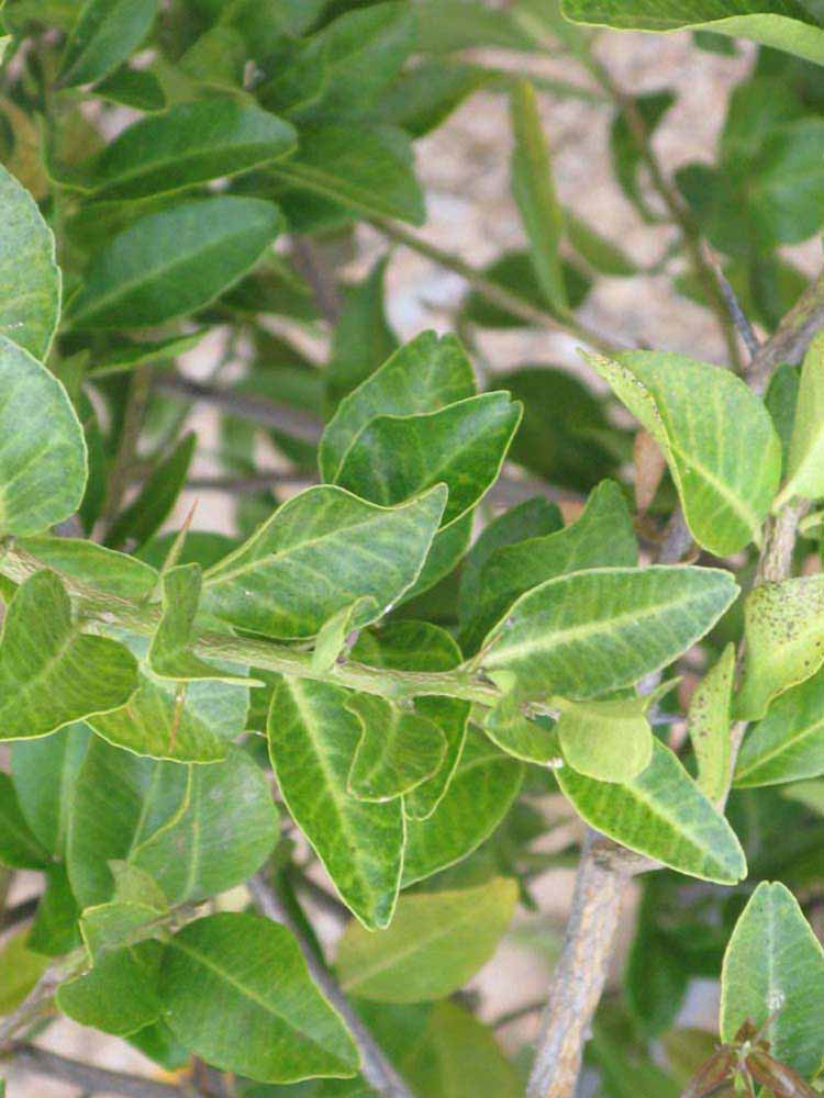              Shade leaves (Riverside, CA)       